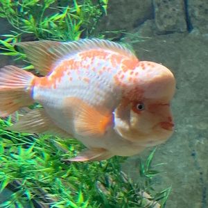 Meet your Posher, Maddie